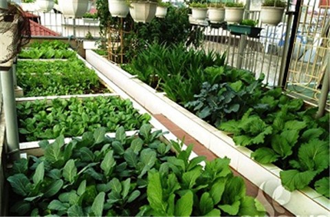 Hệ thống phun sương trồng rau