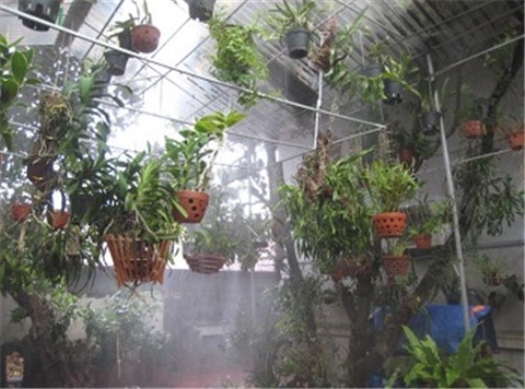 Hệ thống phun sương tưới cây