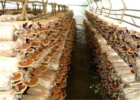 Hệ thống phun sương trồng nấm