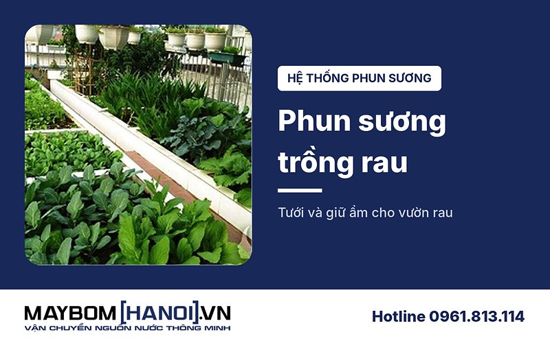 Hệ thống phun sương trồng rau